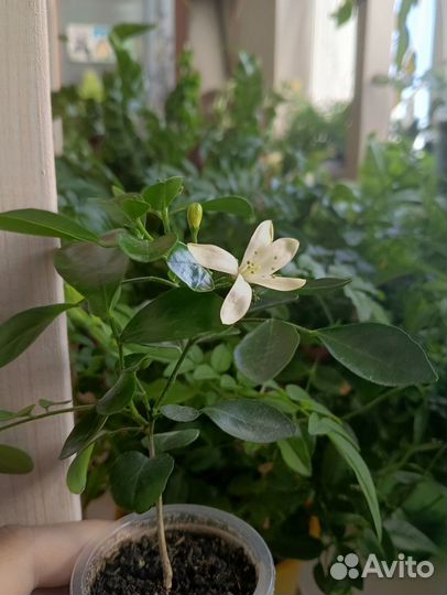 Ягодка от мурраи