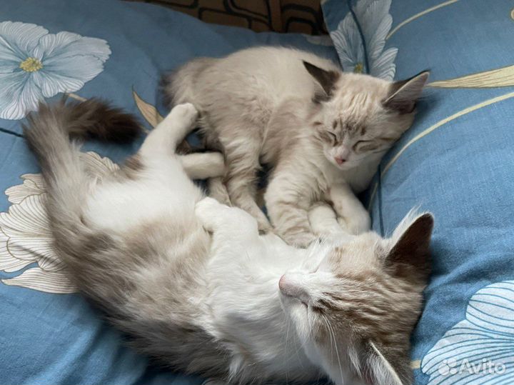 Сиамские кошки бесплатно