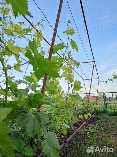 Саженцы и черенки винограда