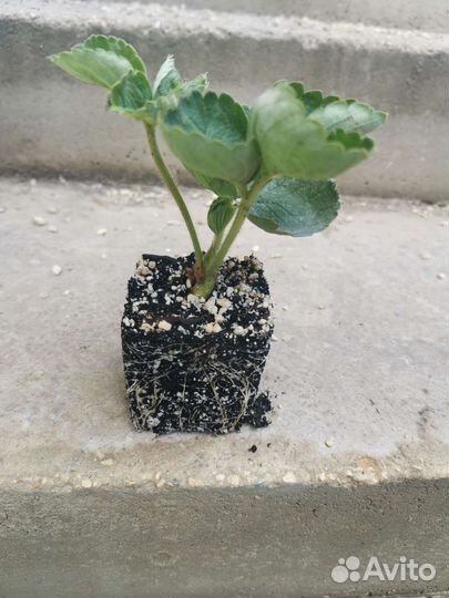 Рассада (саженцы) клубники (земляники садовой)