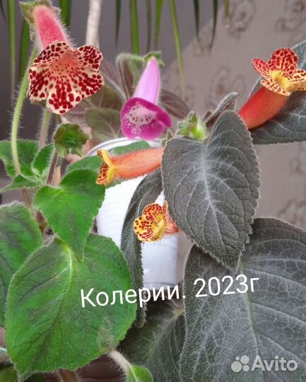 Колерия листики. Срез. Разные сорта