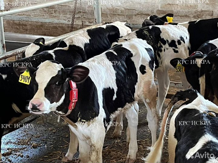 Бычки телки