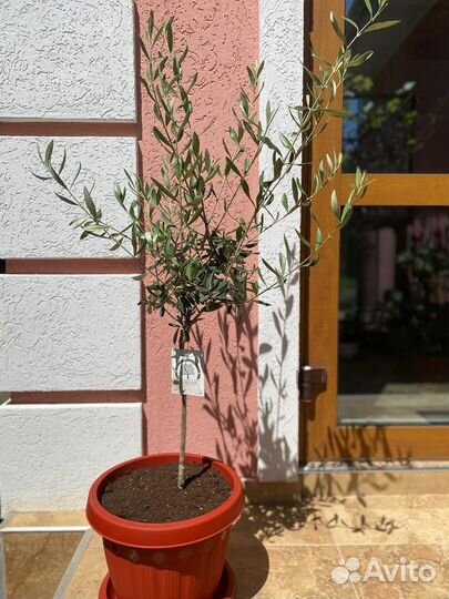 Олива европейская 110 см