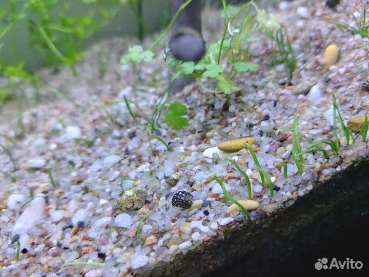 Улитка Теодоксус