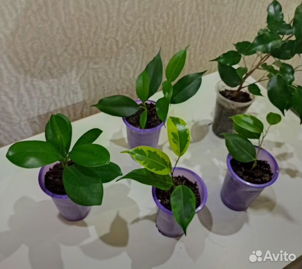 Комнатные растения, цветы в ассортименте. Спатик