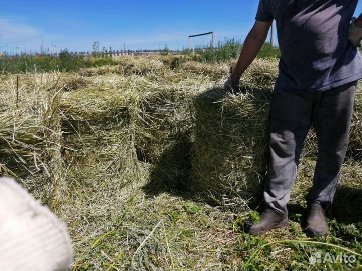 Сено в маленьких рулонах