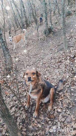 Собака в добрые руки