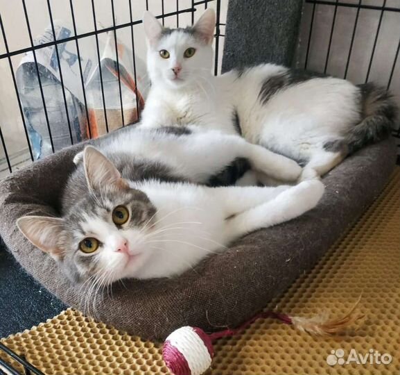 Кошечка-подросток, фенотип Сноу-шу в дар