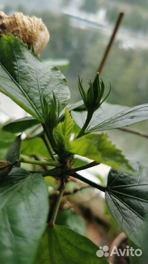 Гибискус китайская роза