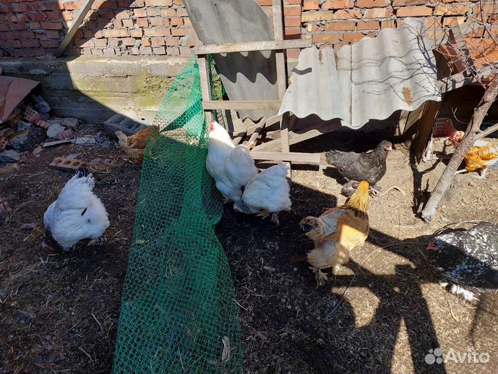 Куры и петухи брама