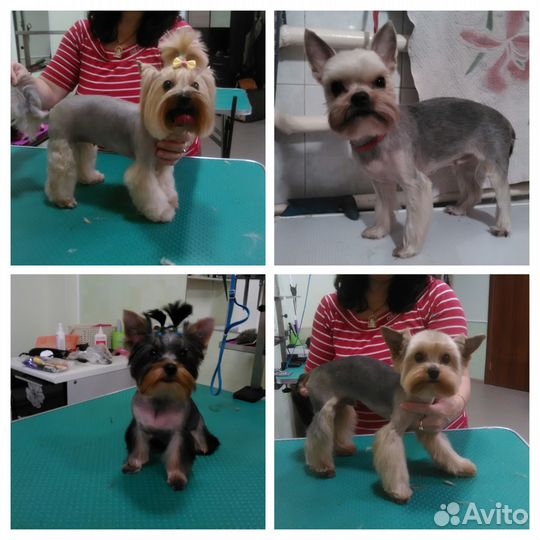 Стрижка собак и кошек