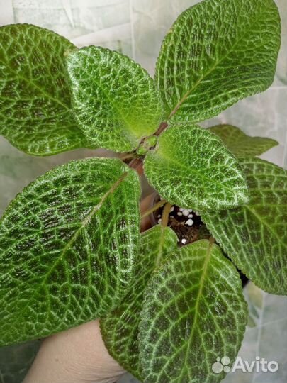 Костус, Эписция, Каллизия, Пеперомия