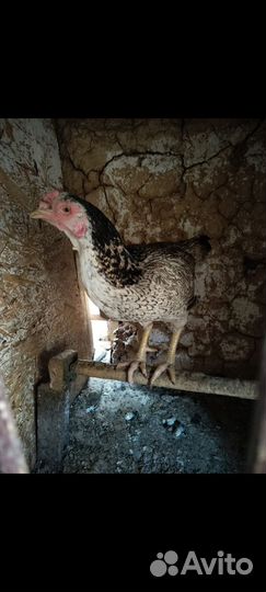 Бойцовая курица