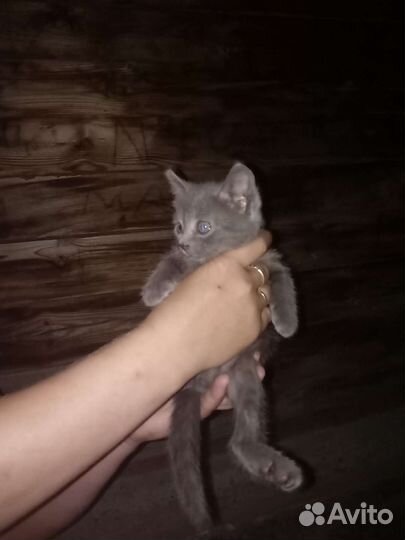 Котята в добрые руки, обе девочки