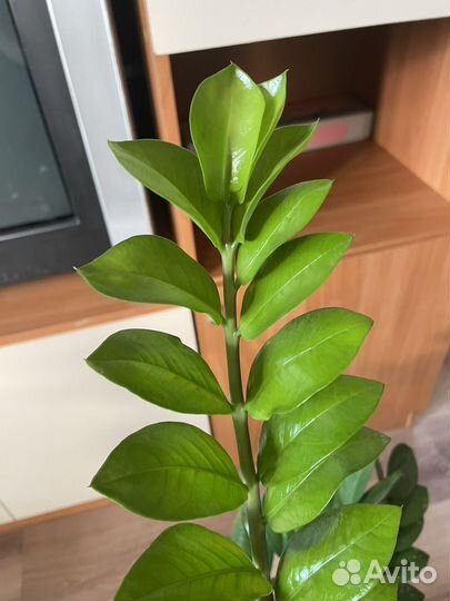 Замиокулькас