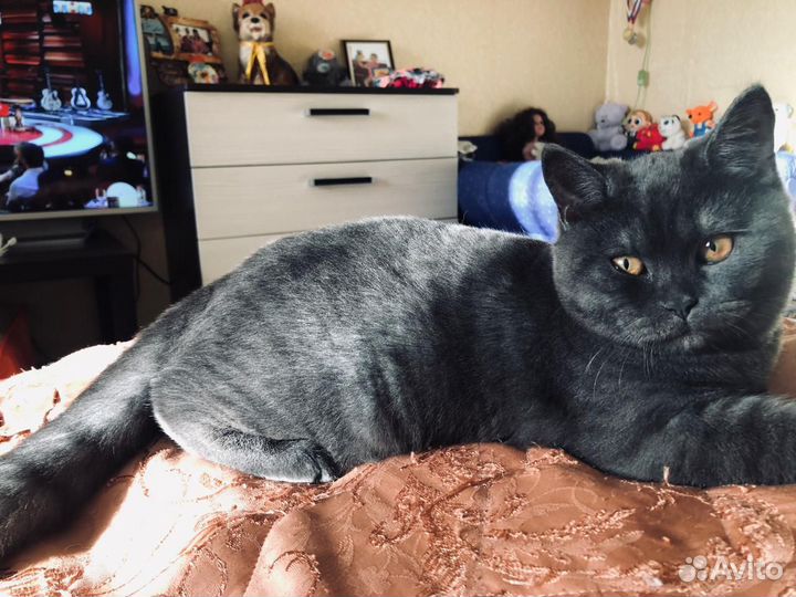 Шотландская