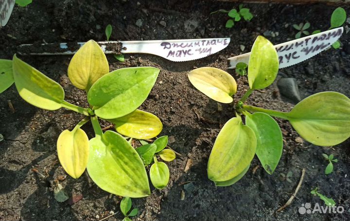 Хосты из серии мышиных ушек