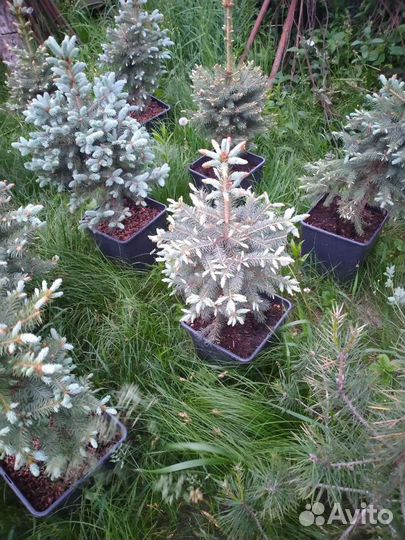 Ель голубая