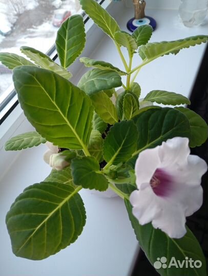 Глоксиния цветущая