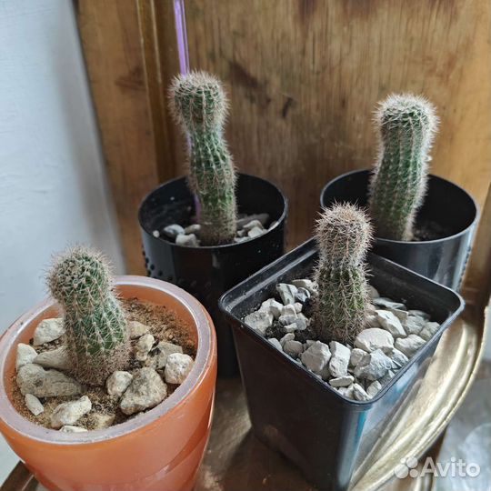 Кактус h6cm d2cm