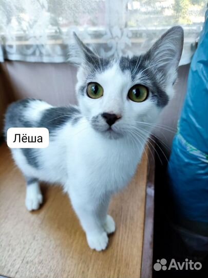 Котята мальчики