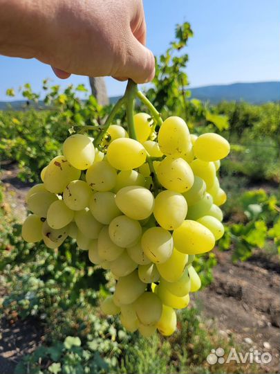 Виноград