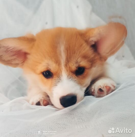 Щенок корги