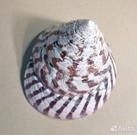 Трохус ракушка раковина крупная 12х12,5