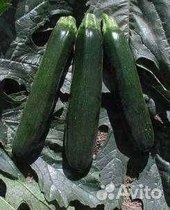 Семена Кабачка 