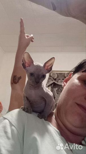 Канадский сфинкс