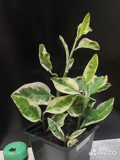 Педилантус