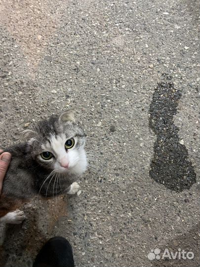 Вислоухий британец кот