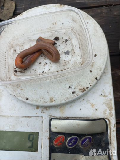 Реальные черви для рыбалки