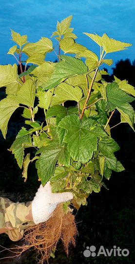 Саженцы чёрной смородины, крыжовник