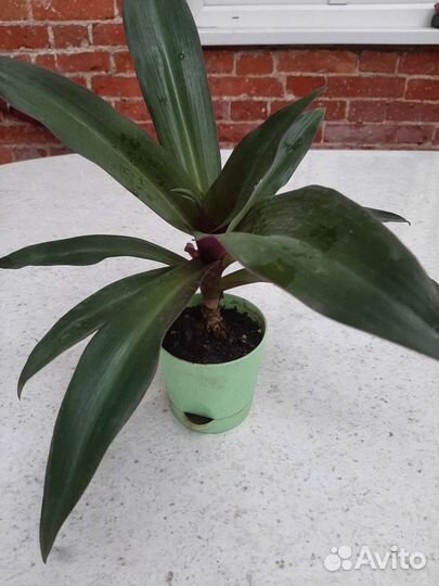 Пилея Кадье, Фикус и др