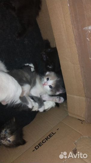 Котята