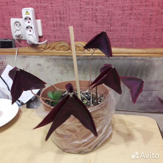 Комнатные цветы, оксалис