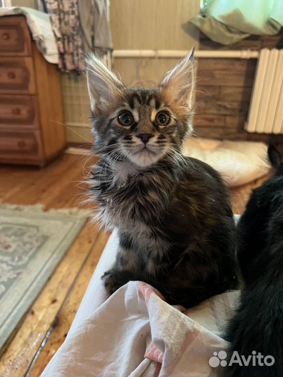 Котята мэйн кун