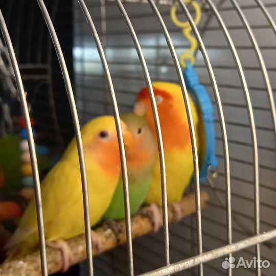 Попугаи неразлучники