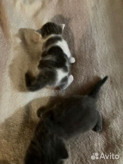 Британские котята