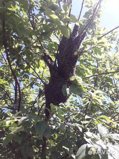 Продам пчелосемьи