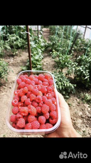 Саженцы Малины мишутка