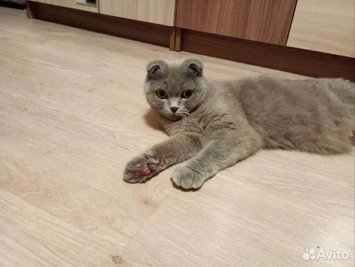 Котята шотландской вислоухой породы