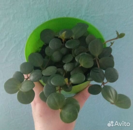 Peperomia pecuniifolia