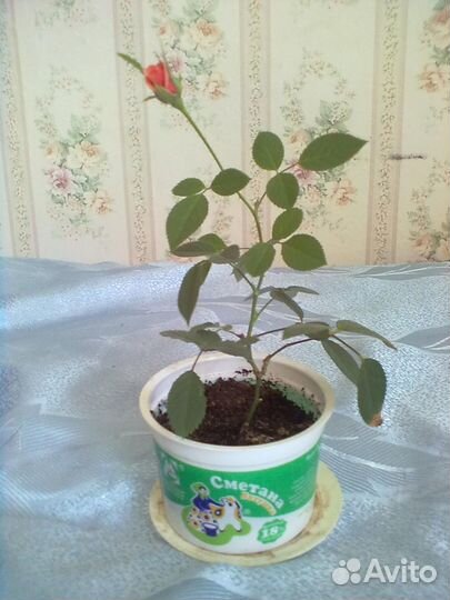 Цветы комнатные