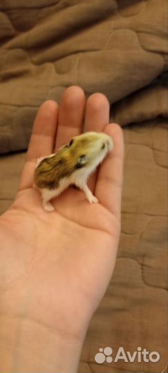 Джунгарский хомяк