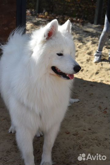 Вязка самоед