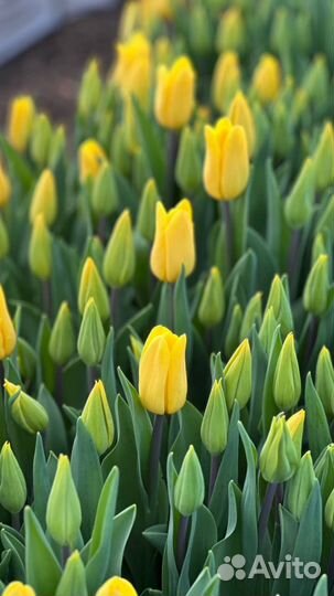 Тюльпаны к 8 марта букеты розница