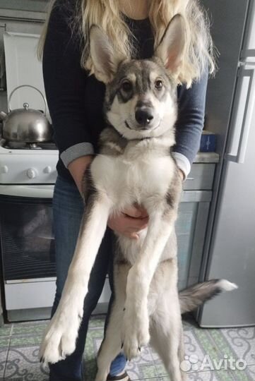 Собака Лея в добрые руки