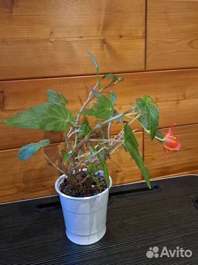 Бегония ампельная